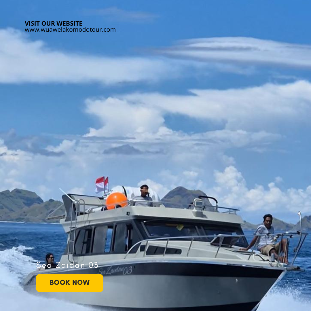 Chasing Dragons: A High-Speed Komodo Quest