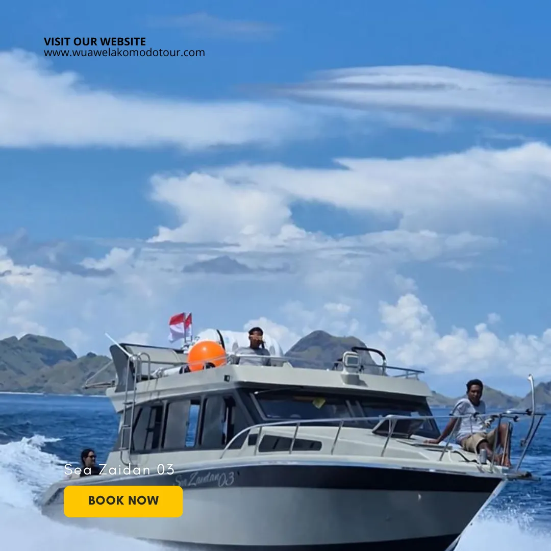 Chasing Dragons: A High-Speed Komodo Quest