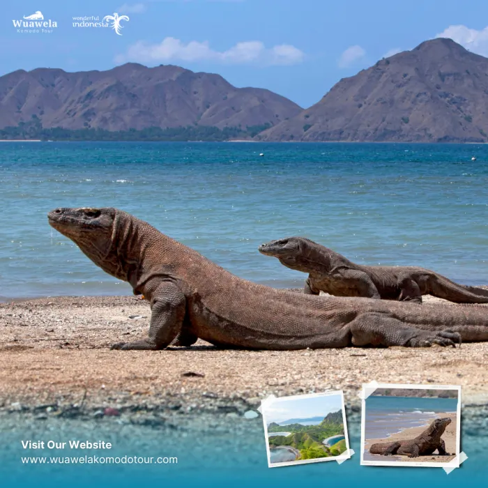 One day Komodo Speed Boat Tour from Labuan Bajo