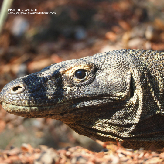 Sail Komodo to Lombok – Dragons, Mantas, & Ocean Magic